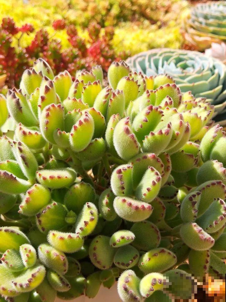 爸妈不在家，我在院子里疯狂种多肉，年年回家吓一跳！