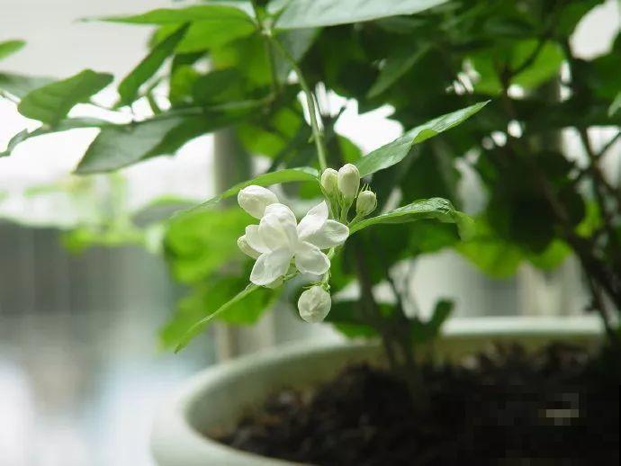 人和花都是相通的，看你养的花，就知道你是什么性格了！