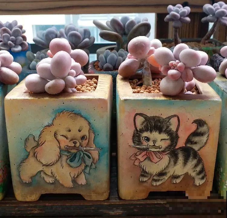 她家的花盆，比多肉数量还多，每一个盆都是一幅漂亮的画作！