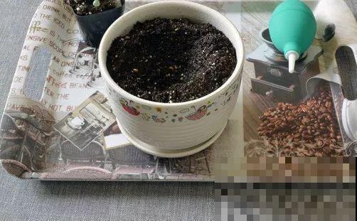 这5种多肉最难养，夏天还没过完就挂，新手慎入！
