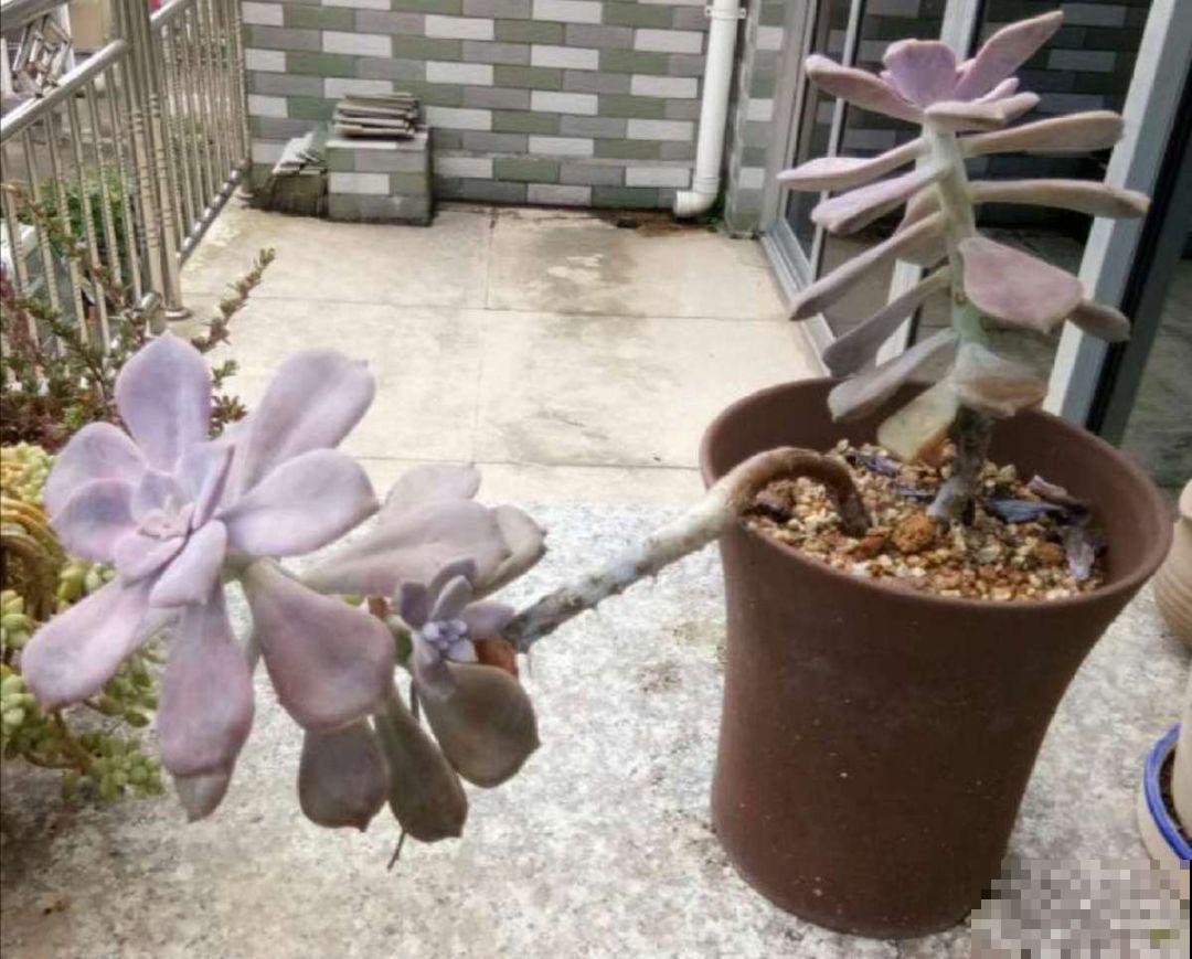 拿针扎佛珠？都是手贱惹的祸，怪不得都烂了！