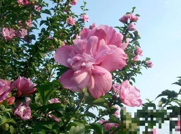 木槿还没开？再不剪两刀，小心今年没花赏！