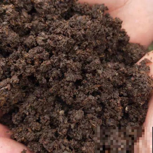 多肉即将睡醒，“大餐”备好了没？不花钱的肥料有的是！