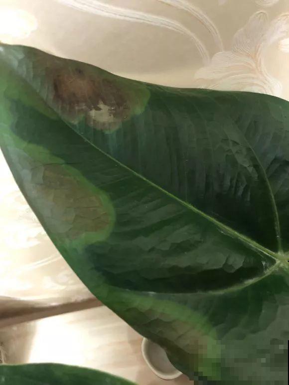这花耐阴又吉祥，一片叶子巴掌大，比绿萝耐看多了！