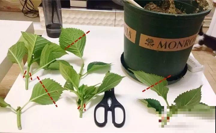 家里养这花，8月底必须剪，不然明年甭想赏花啦！