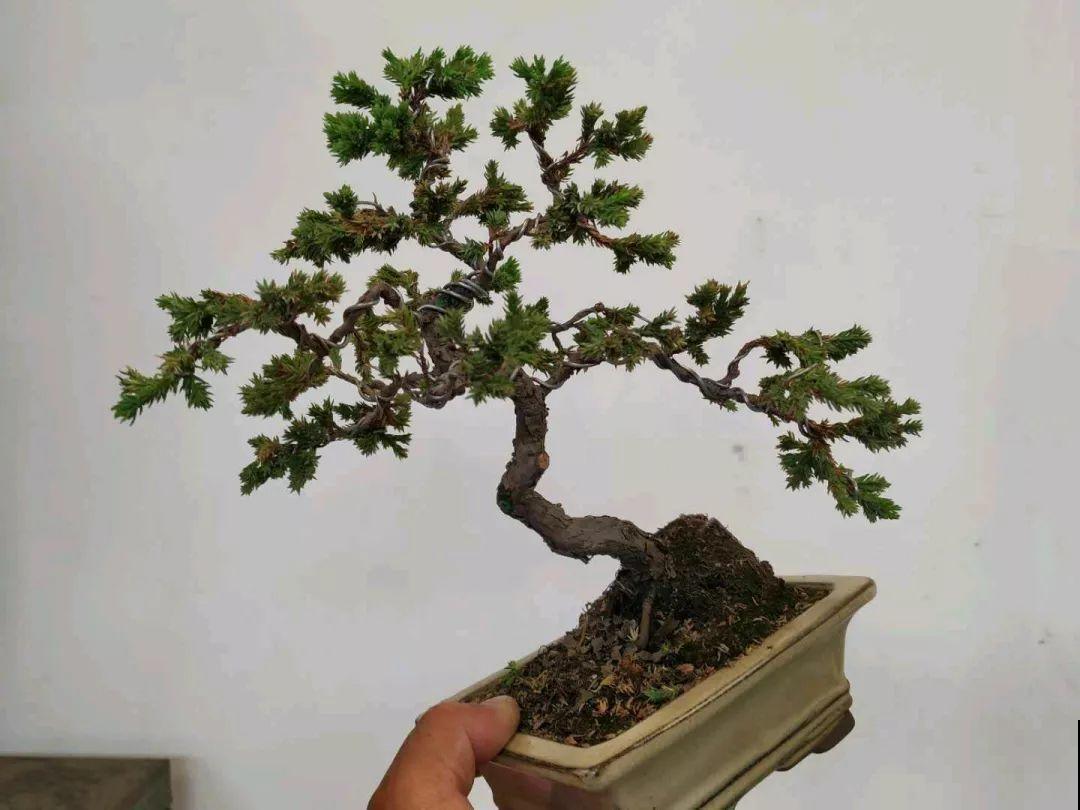 这花巴掌大，盆越小越挤，长得越旺盛！
