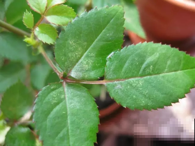 没想到一撮白粉末，养花作用这么强，催花健枝芽猛蹿！