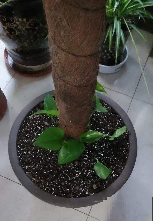 绿萝常见的两种养法，夏天做好这点，瀑布轻松养出来！