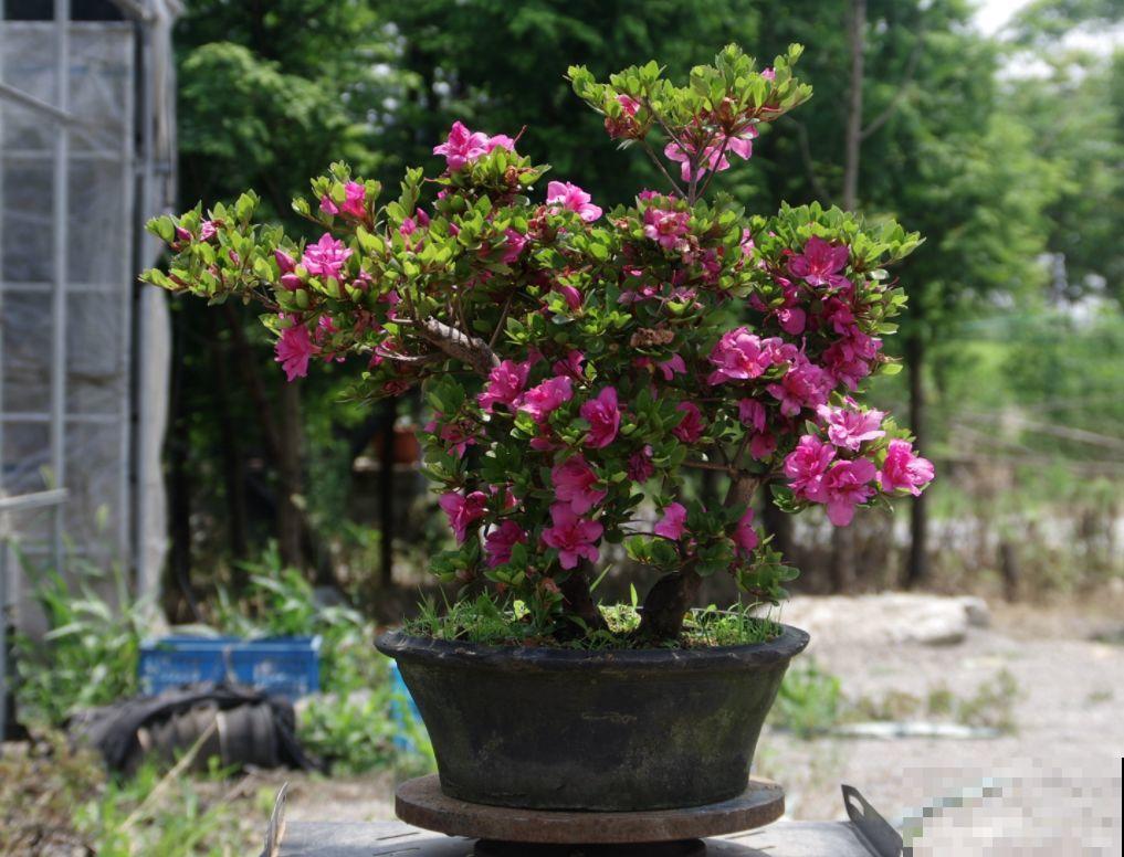 公认难养的花，他花10年时间养成盆景，价值翻倍！