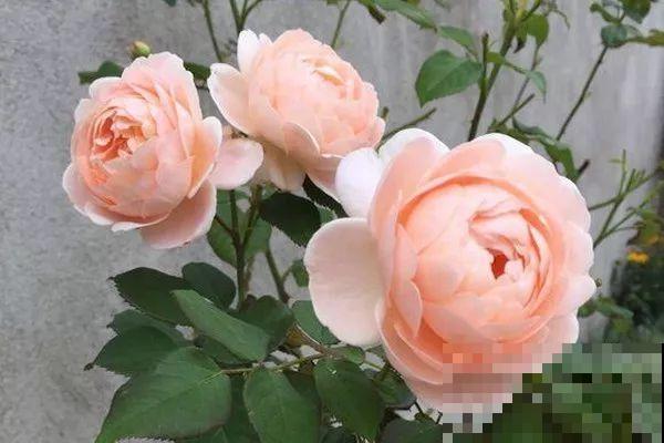 这花一年能开8个月，开完剪，剪完开，养花人都爱它！