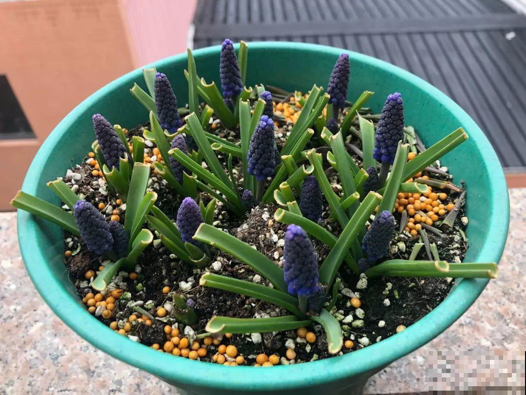 今年养盆便宜花，明年丰收一大筐，省了不少钱！