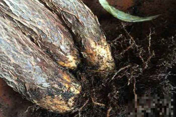 这3种花，都是愁人的主，谁还没有养死过的时候呢！