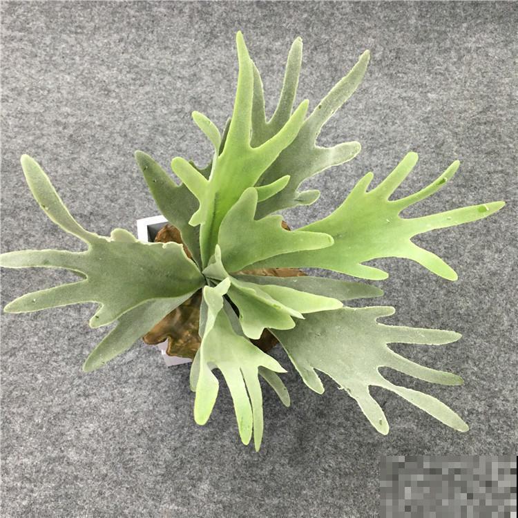 六种花必选，是数一数二的耐阴王，你家养了哪一些？