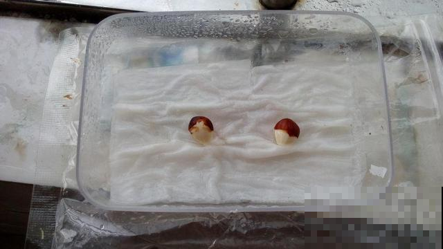 桃子吃完核别急着扔，这么简单几步，亲手种出可爱小桃树！