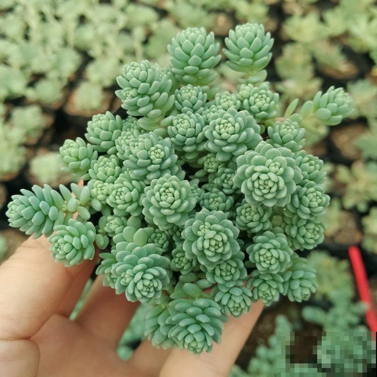 这9种多肉，一到夏天就徒长，还能不能做个安静的小胖子了！