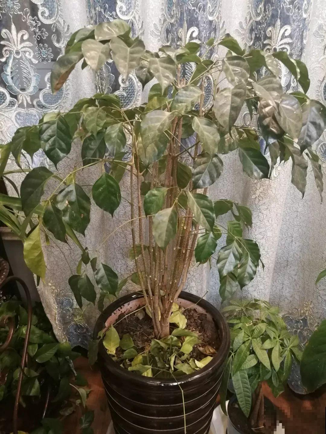 30种常见花的夏季浇水方法，告别烂根黄叶，养花无忧！