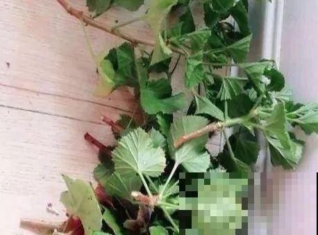 谁说这花夏必死？剪一刀添点土，立秋呼呼长新叶！