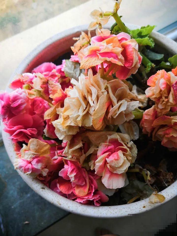 这10种花，年年收空盆，没点经验还真不敢养！