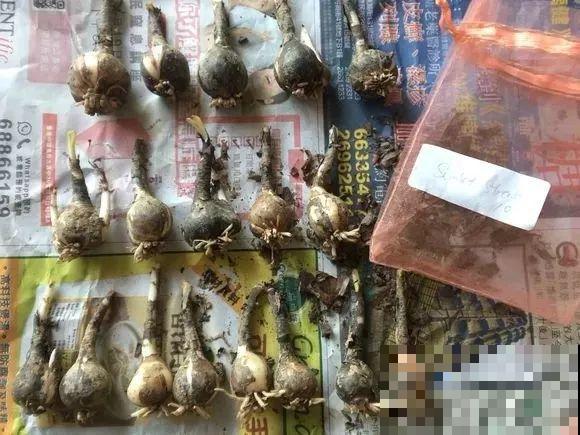 这货太皮实，暴晒淋雨后狂开花，能一直开到10月份！