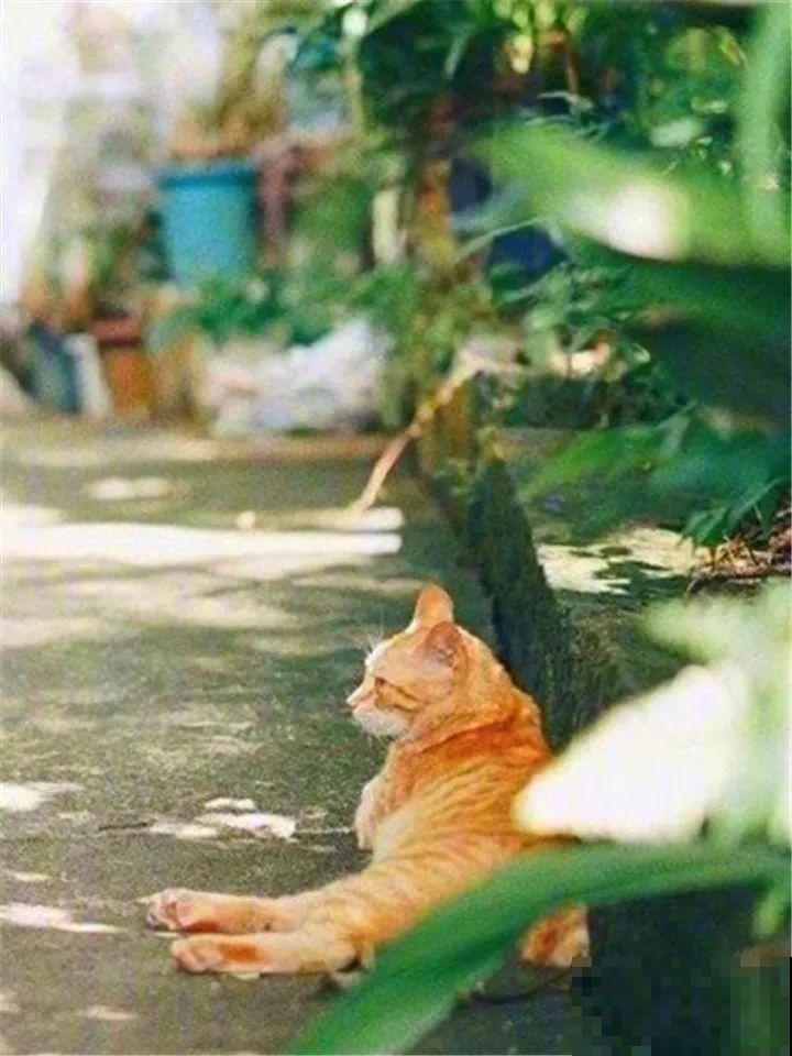 老了以后能干啥？有个小院种种花，悠闲自在！