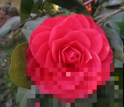 耐冻的花卉，你们家里养了那些？
