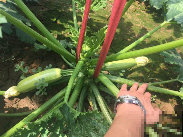 西葫芦养着养着就枯萎，原来是因为这个，立马救回来！