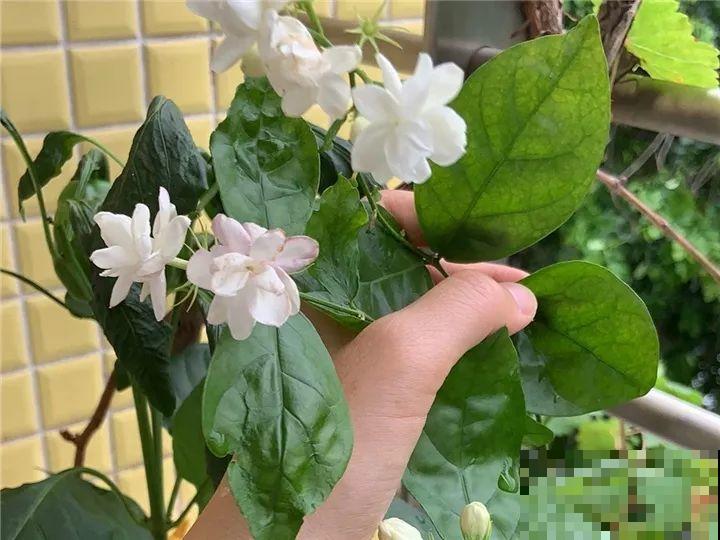 现在扦插最好活，这8种花，插多少活多少！