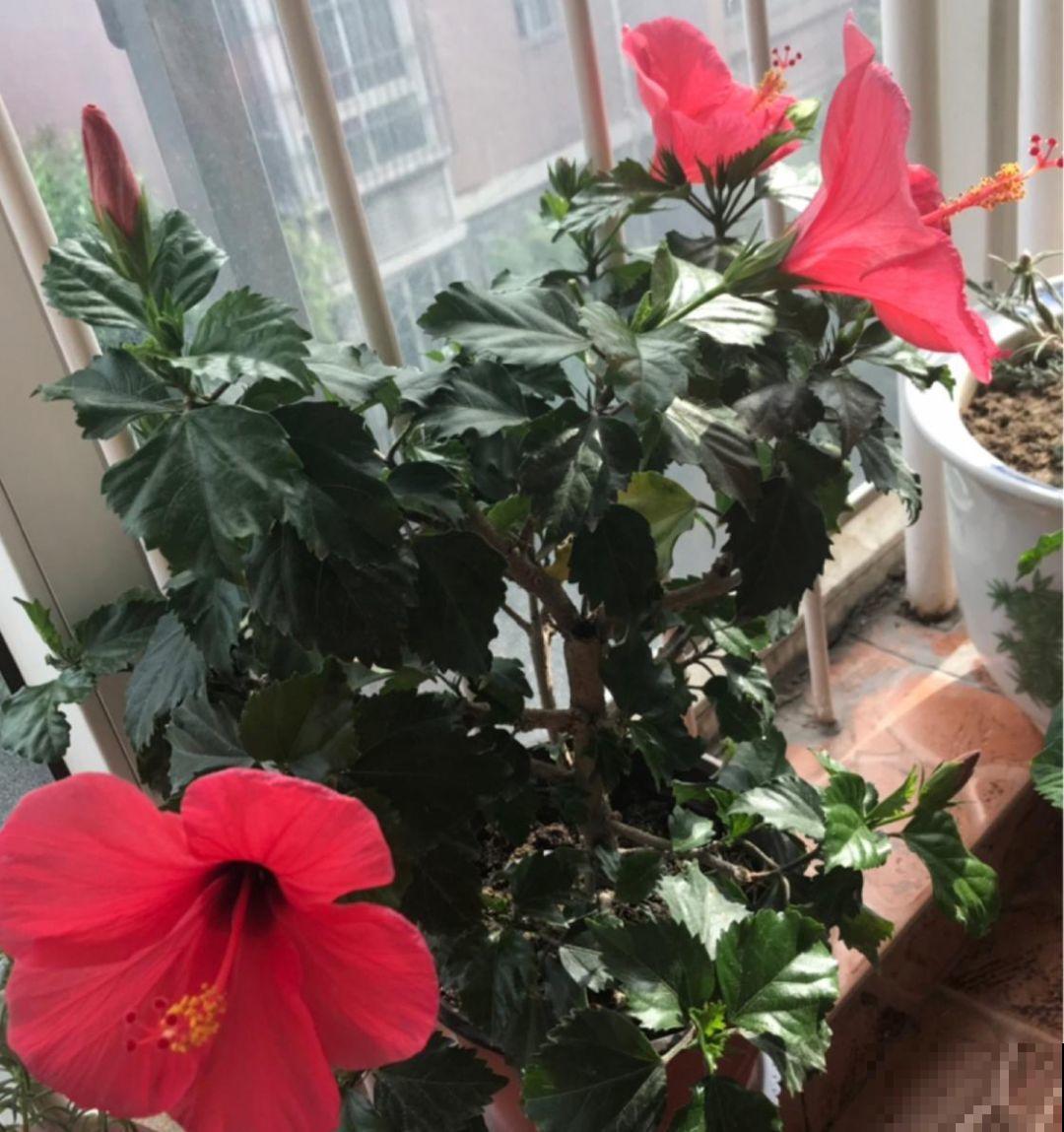 夏天养花黄叶子？赶紧剪一下，10天叶片绿的直滴油！