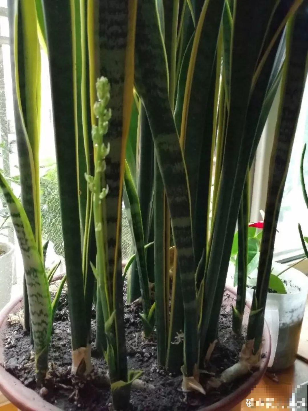 30种常见花的夏季浇水方法，告别烂根黄叶，养花无忧！
