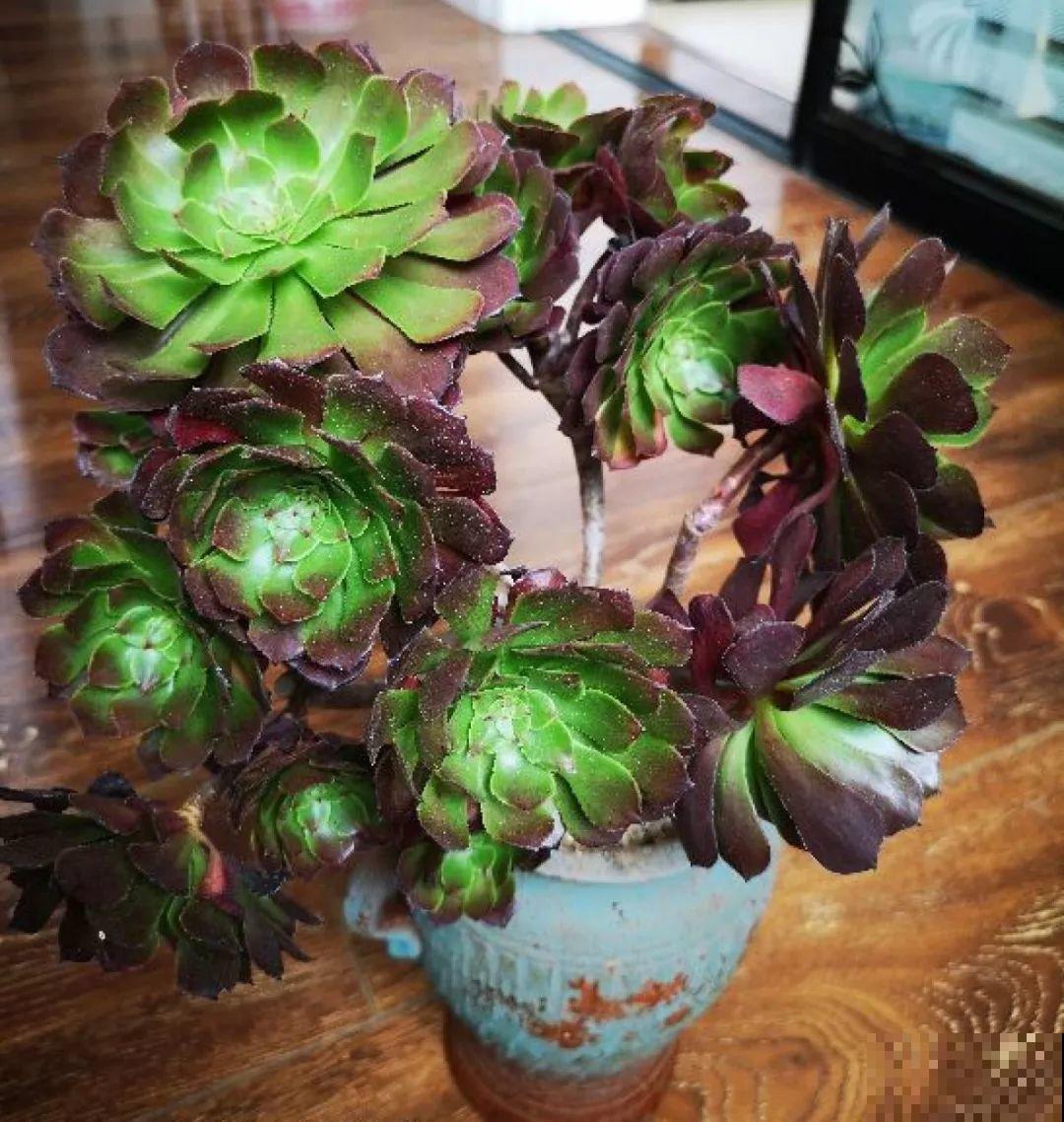 买多肉也别买这几种，回家养2天就不行了，白花钱！