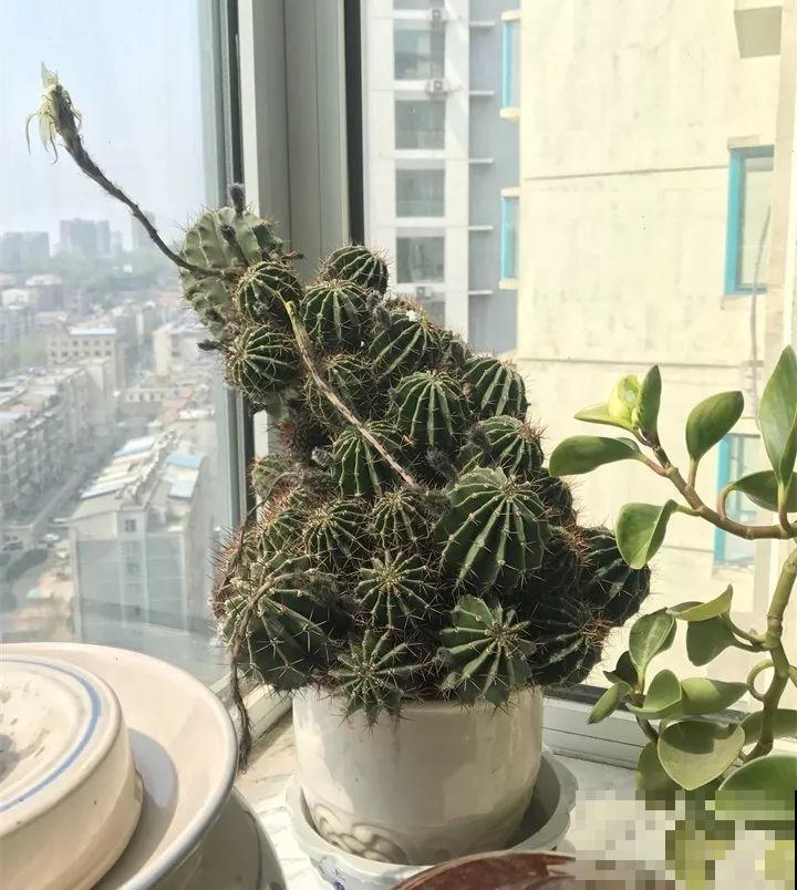 90岁老奶奶，用30年养出牡丹树王，长得比房顶还高！