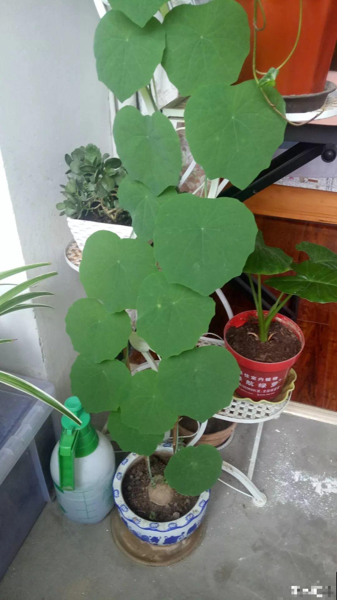 自带啤酒肚的9种花，省心又好养，你就放心出门吧！