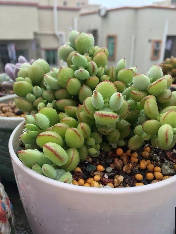 会休眠的12种花，想要安全度夏就别折腾，越浇水死的越快！