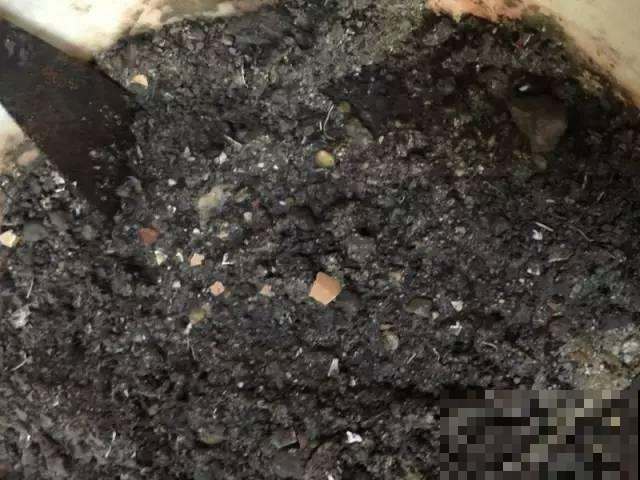 盆栽迟迟不开花，随手扔进俩鸡蛋壳，第二天就窜出一堆花苞！