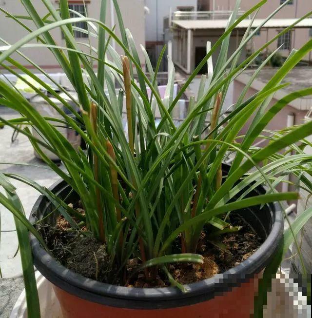 扔在门口的“韭菜”，竟然开出小百合，这花也太低调了！