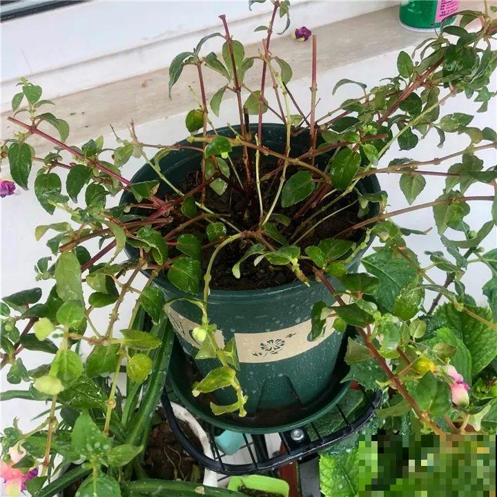 这6种花都有一个不能淋雨的习惯，长斑不说，整株都会烂掉！
