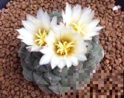 仙人球开花秘籍，适当懒一点，颜色艳丽个头比拳大！
