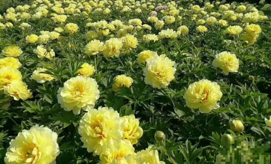 这种吉祥富贵花，秋天都要抢着养，错过再等一年！