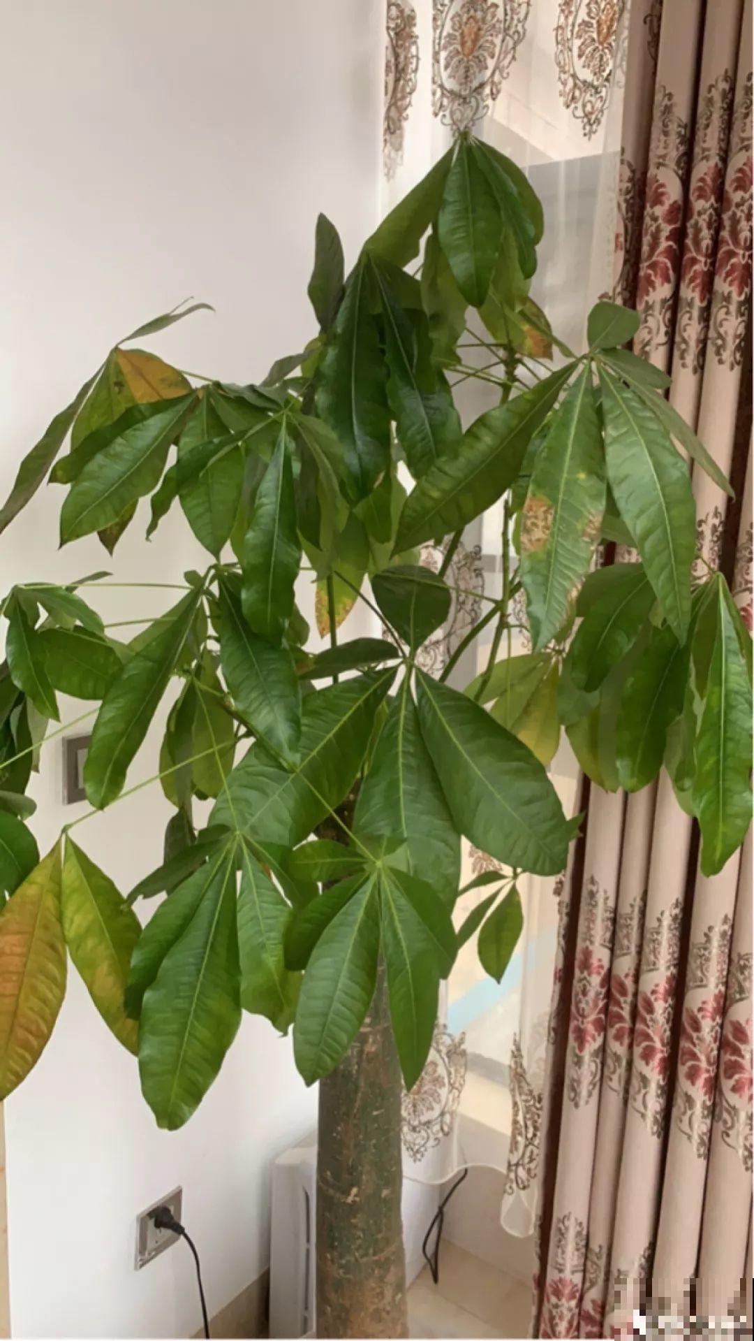 家里有这8种花，现在最容易死，别乱浇水！