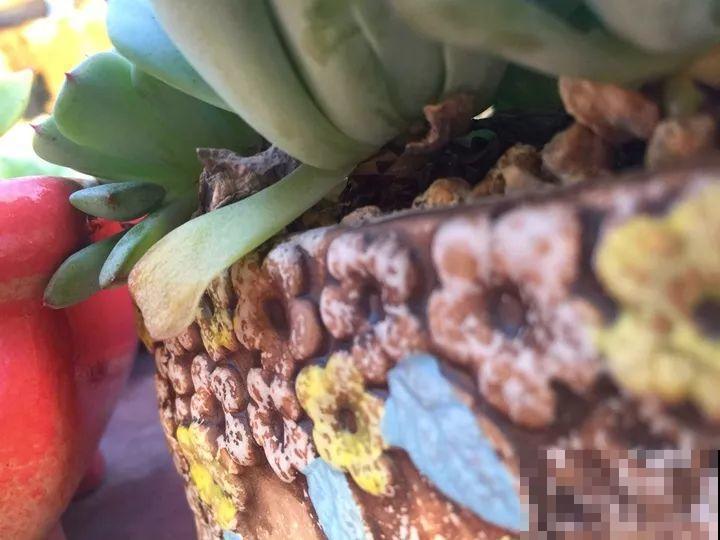 把多肉直接泡在水里？这么猛的操作，没想到叶子更加饱满了！