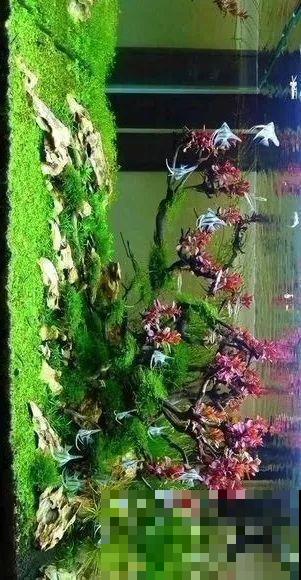 夏天就得养它，扔水里长一缸，7天美成一幅画！