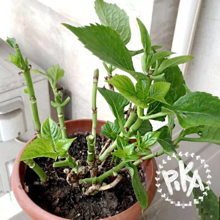 家里养这花，8月底必须剪，不然明年甭想赏花啦！