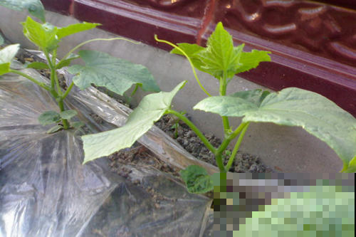 她家种黄瓜真怪，才指头大就摘了吃，邻居试过一次却争相效仿！