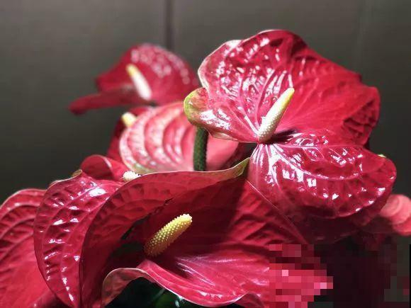这花耐阴又吉祥，一片叶子巴掌大，比绿萝耐看多了！