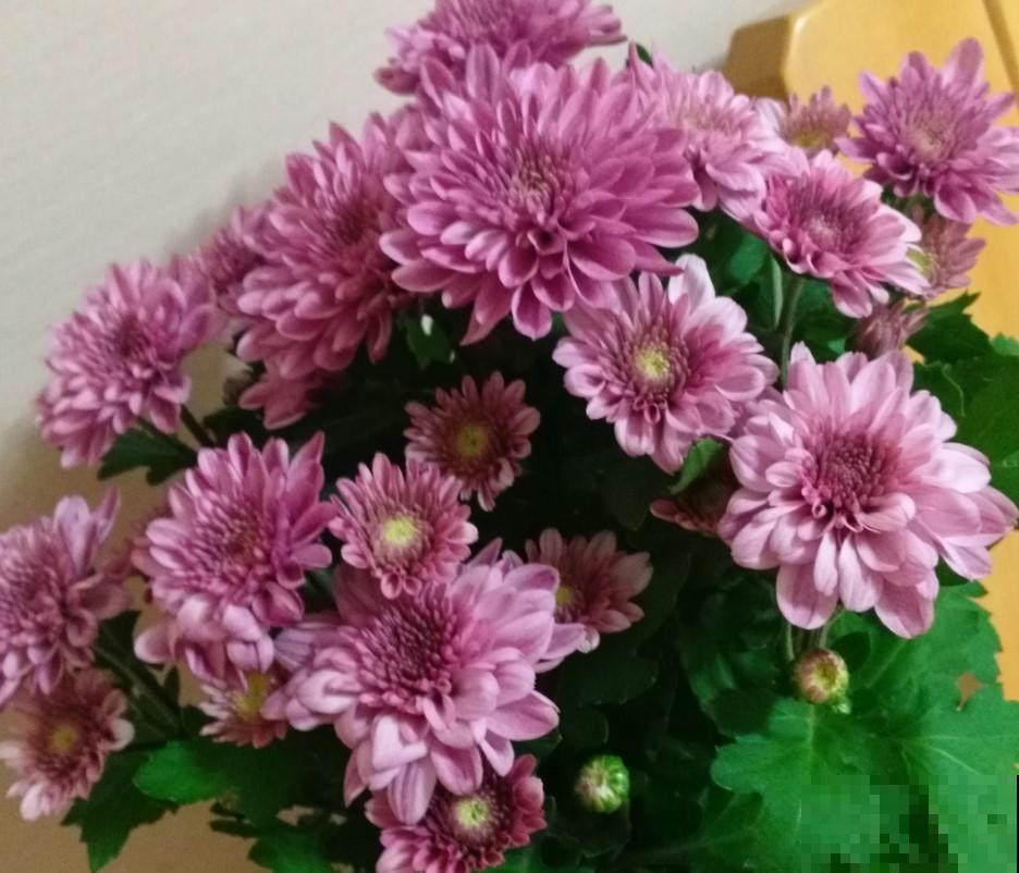 想要中秋节赏花吗？栽种它，比赏月还美呢！