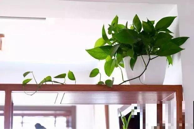 9月快上壮花肥，10天撒一把，新芽蹭蹭往外长！