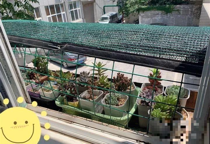 多肉养护大总结，这7点学会了，啥肉都能养得活！