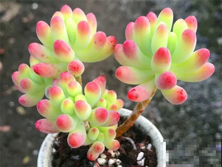 夏天即将过去，买肉也就买这20种，新手和老司机都适合！