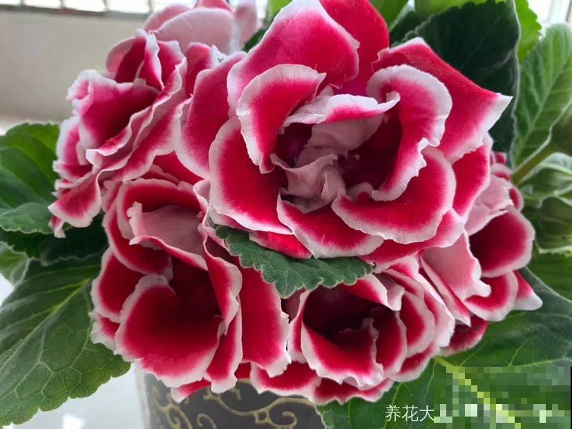 这花超耐阴，1片叶子扦插8盆，开起花来就没停过！