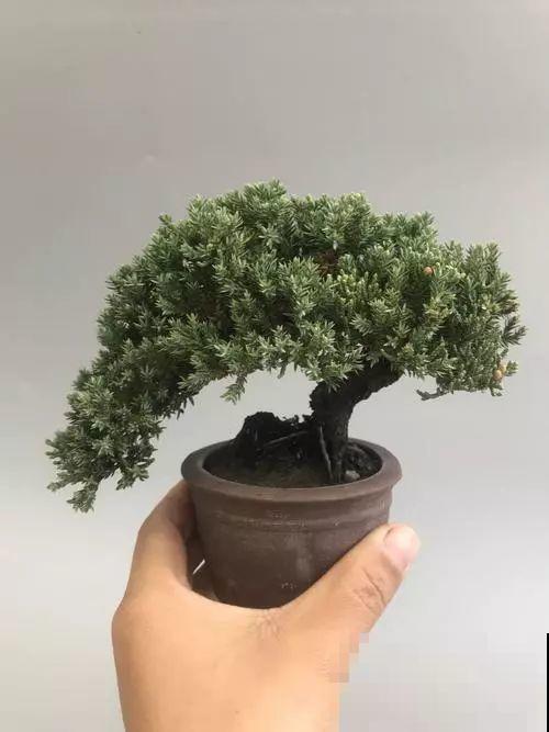 这花巴掌大，盆越小越挤，长得越旺盛！